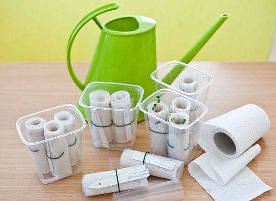Безземельное выращивание рассады в пластиковых бутылках на туалетной бумаге