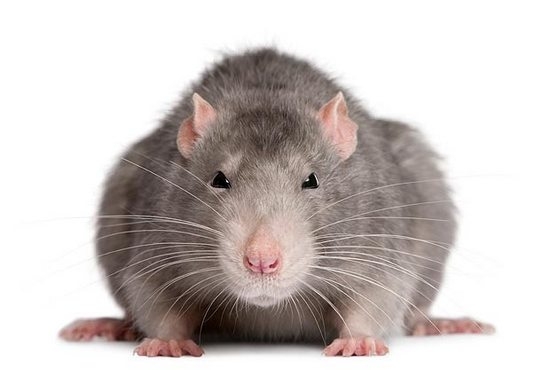 Как избавиться от крыс в квартире и частном доме