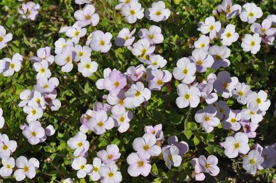 Аубренция белая: фото цветущего растения