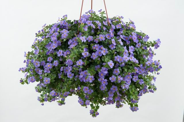 Бакопа ампельная фиолетового цвета: выращивание из семян