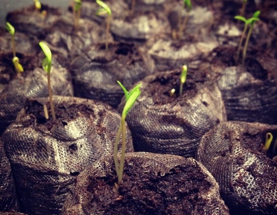 Выращивание рассады петунии 