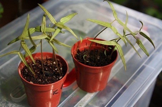 Как вырастить квамоклит из семян?