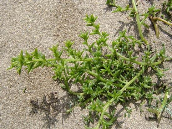 Солянка холмовая: полезные свойства растения
