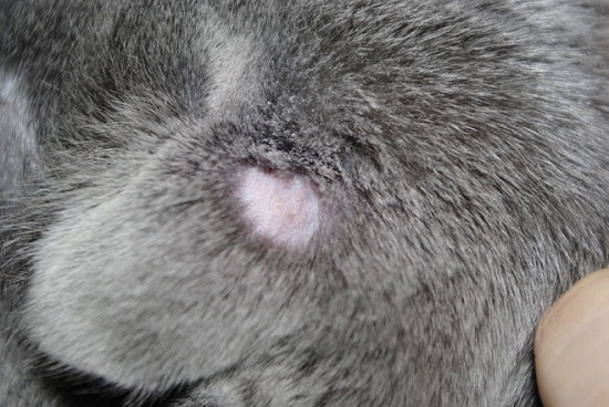 Как выглядит стригущий лишай у кошек: основные признаки заражения