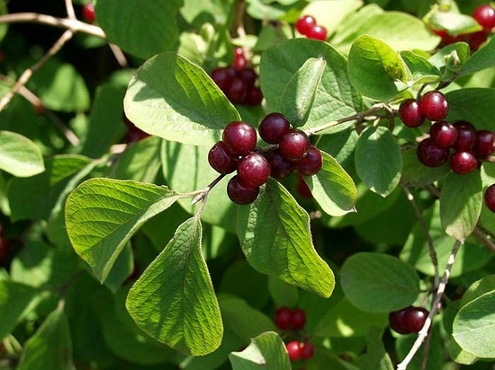 Жимолость татарская или «волчья ягода» - особенности растения