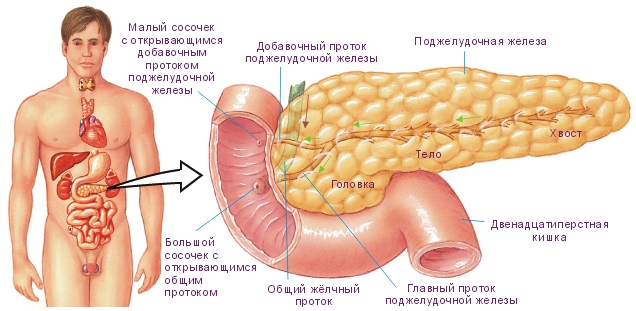Поджелудочную железу относят к железам внутренней секреции