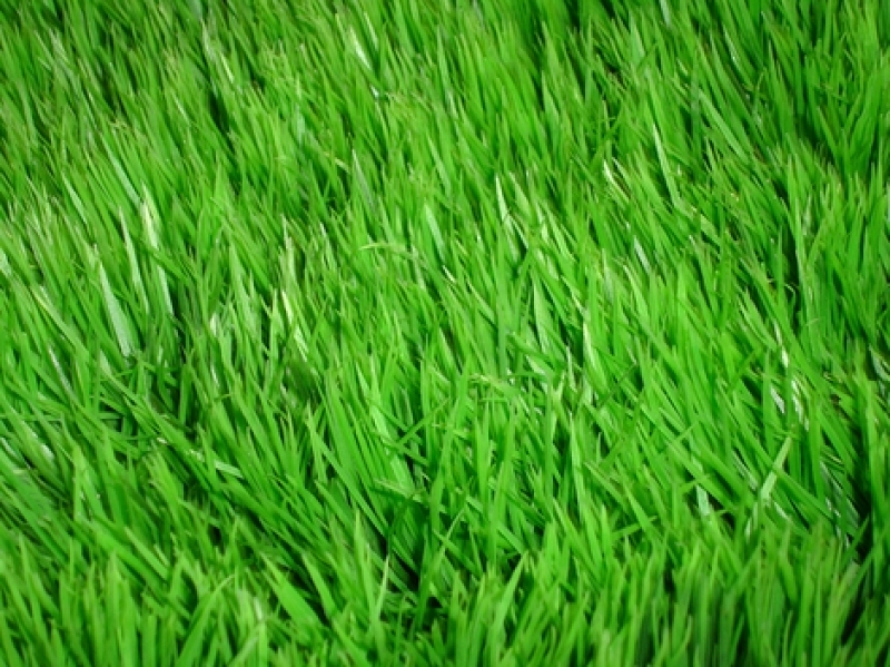 Основные критерии выбора газонной травы