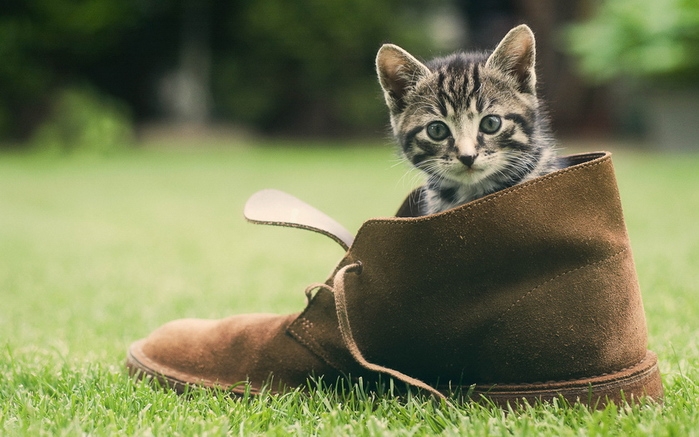 Как убрать запах кошачьей мочи из обуви?