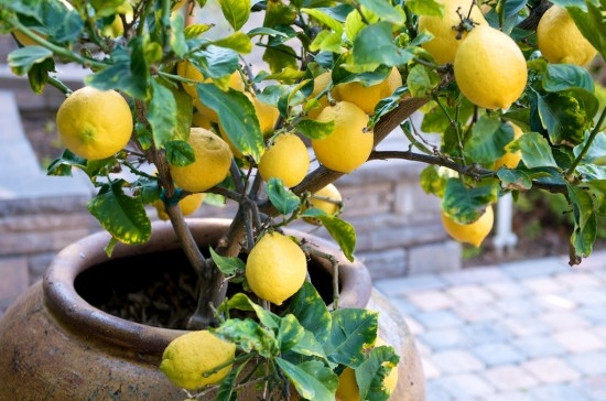Как вырастить лимонное дерево?