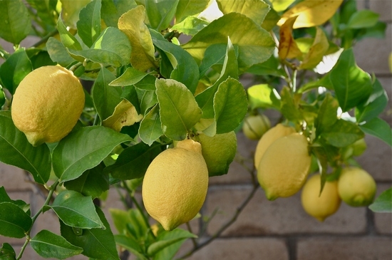 Как ухаживать за лимонным деревом?