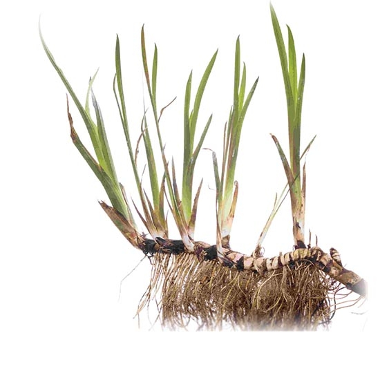  Аир представляет собой травянистое растение, обитающее в основном на болотах
