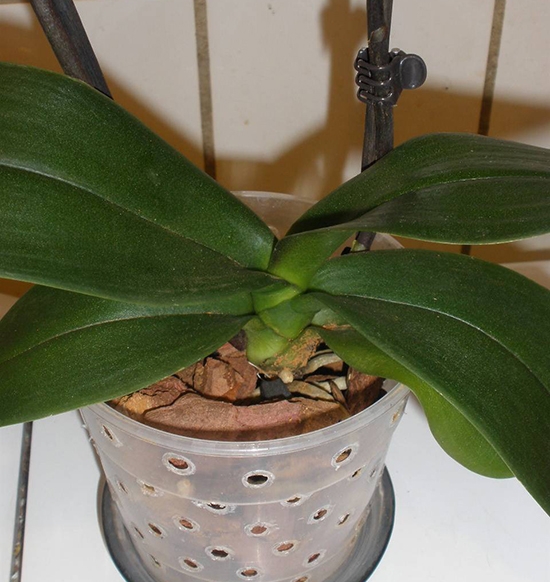 Орхидеи отлично выдерживают суточные перепады температур