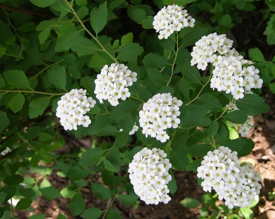 Популярные виды спирее с белыми цветками