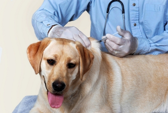 Надежным методом защиты животных от бешенства является вакцинация