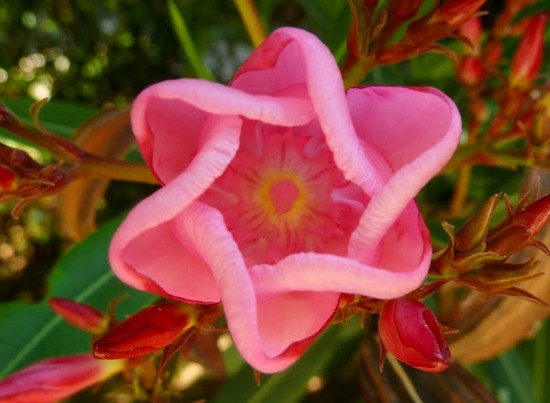 Олеандр - роза Средиземноморья: уход и выращивание в саду