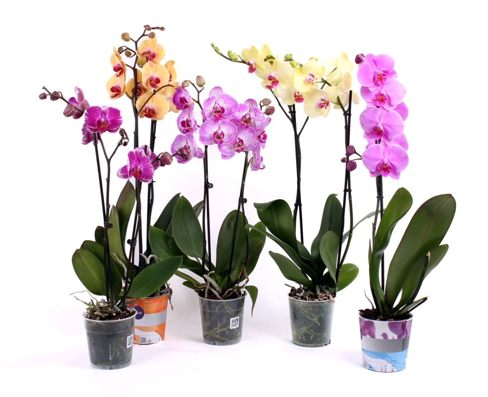 Название орхидеи Фаленопсис произошло из греческого языка