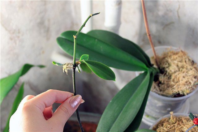 Деление взрослой орхидеи Фаленопсис возможно