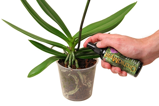 Как правильно подкармливать орхидею