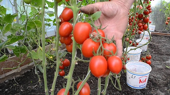 Верлиока плюс - скороспелый томат с красными округлыми плодами