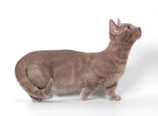 порода кошек с короткими лапами
