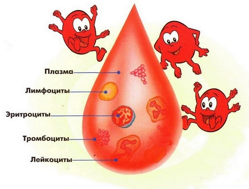 Норма лимфоцитов в крови у ребенка