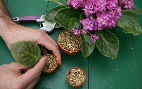 Выращивание сенополии и уход за цветком в домашних условиях