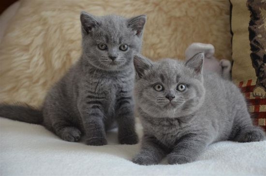 Как назвать британского кота мальчика серого цвета (с родословной)?