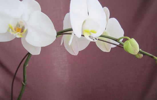 Как правильно обрезать орхидею после цветения?