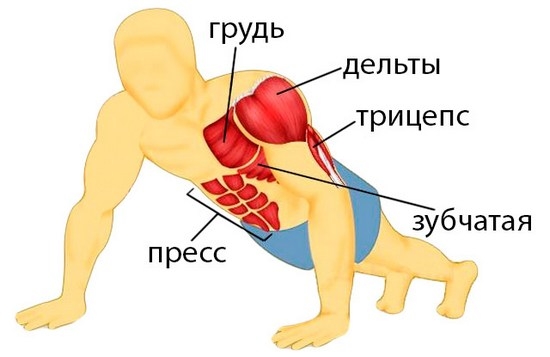 Какие мышцы работают при отжимании?