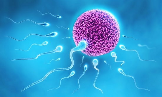 Сперматозоиды выживают в женском организме не более трех суток