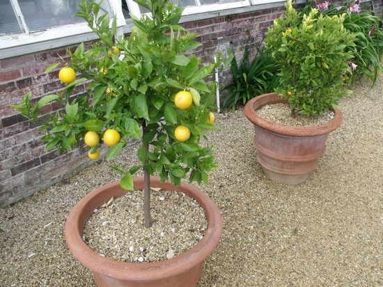 Лимон из косточки в домашних условиях: выращивание и уход