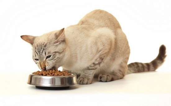чем же можно кормить кастрированного кота