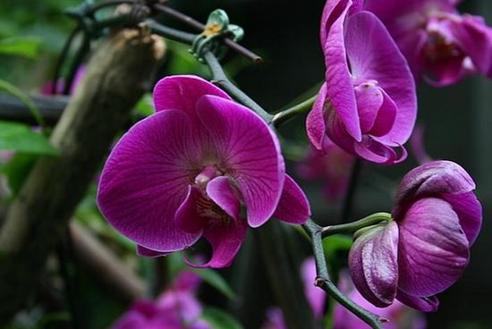 Орхидеи Фаленопсис: уход в домашних условиях