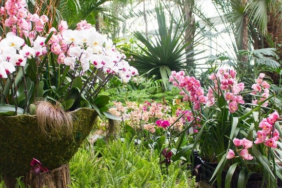 Как ухаживать за орхидеей Фаленопсис?