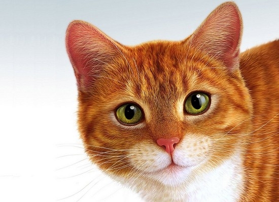 Классические клички рыжих котов
