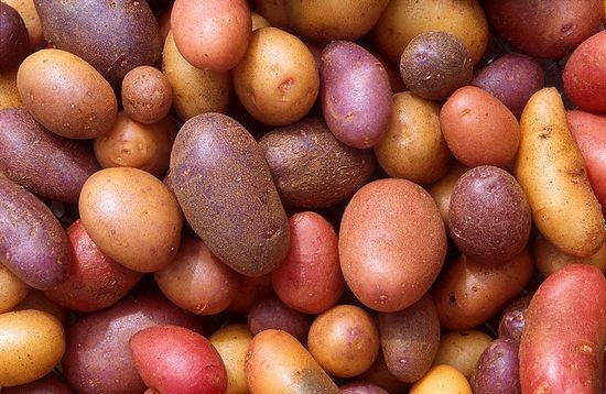 Разные сорта картофеля