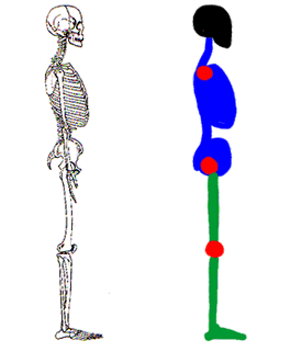 Изображение фигуры на основе строения скелета