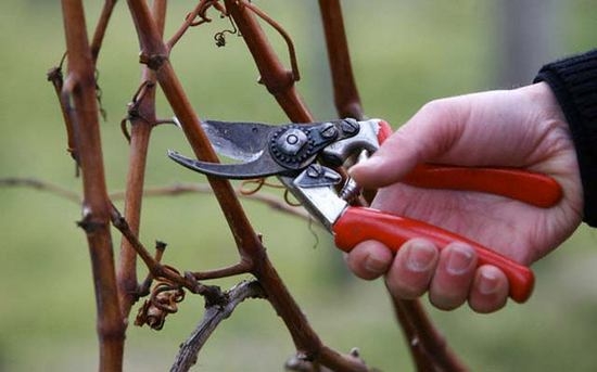Обрезаем виноград весной