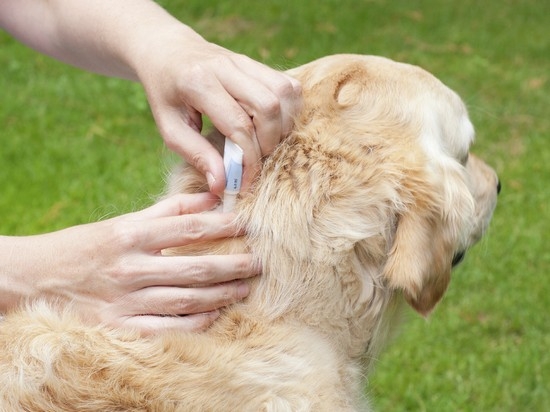 Определить симптомы пироплазмоза у собак и вовремя провести лечение