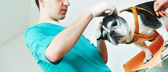 лечение пироплазмоза у собак