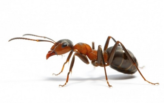 Откуда приходят рыжие муравьи