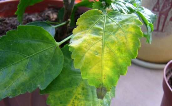 Почему желтеют и опадают листья у гибискуса?