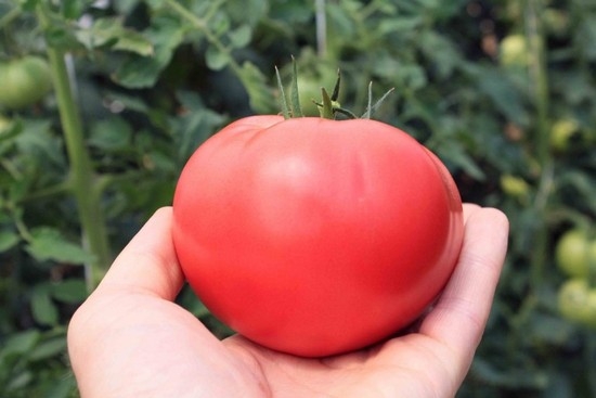 выбрать семена томатов лучшего сорта