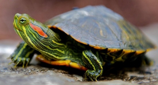 красноухая черепаха не ест, вялая и спит сутки напролет