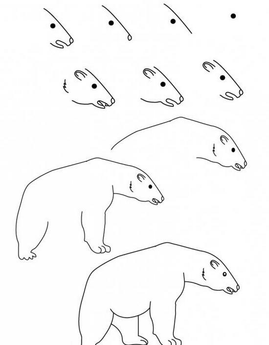 Рисуем белого медведя