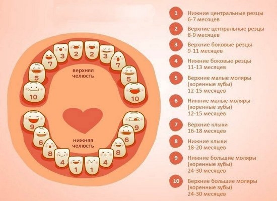Порядок прорезывания первичных зубов