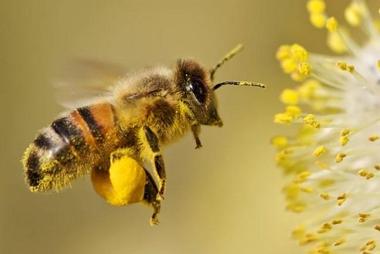 Пчелиная пыльца: полезные свойства, вред, отзывы.