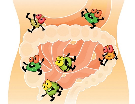 Зачем кишечнику лактобактерии и бифидобактерии