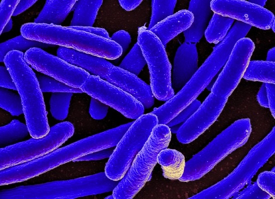 Синегнойная палочка – это патогенный микроб
