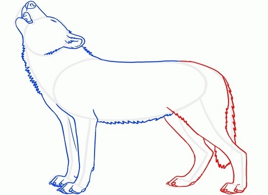 Как нарисовать волка воющего на луну: шаг 6, завершающий рисунок